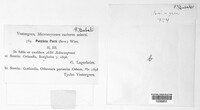 Puccinia porri image